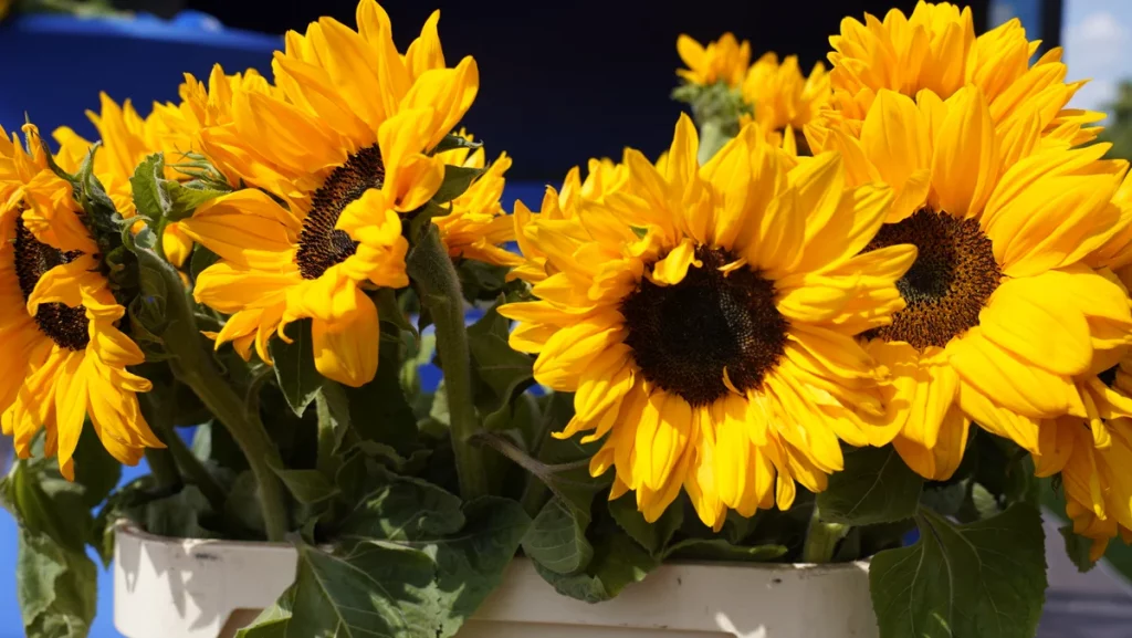 GRG Mitarbeiter beim Sonnenblumenlauf 2023. Gemeinsam laufen, helfen. Team GRG.